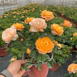 ​月季花 月月红 四季花