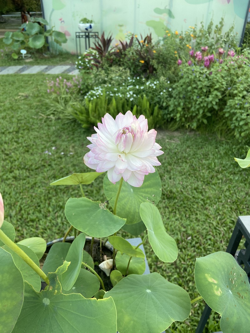 荷花 莲花 水芙蓉